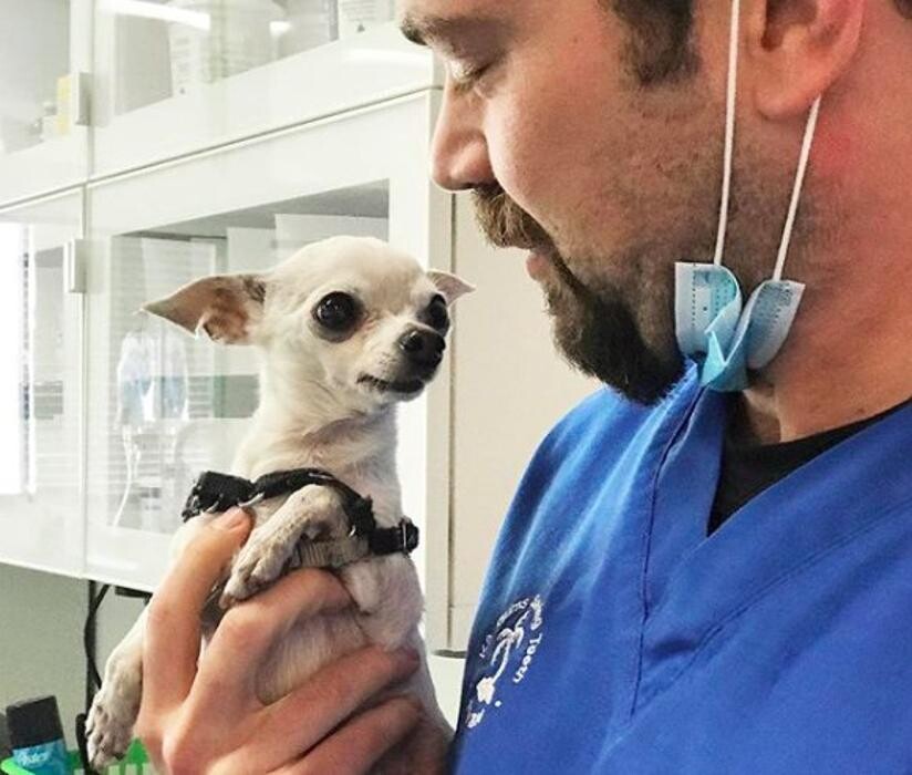 Images Green Dog Dental and Veterinary Center