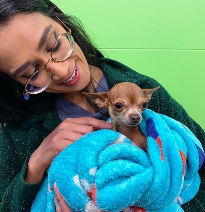 Images Green Dog Dental and Veterinary Center