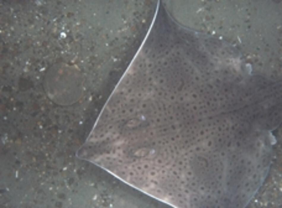 Images Coastal Ocean Vision