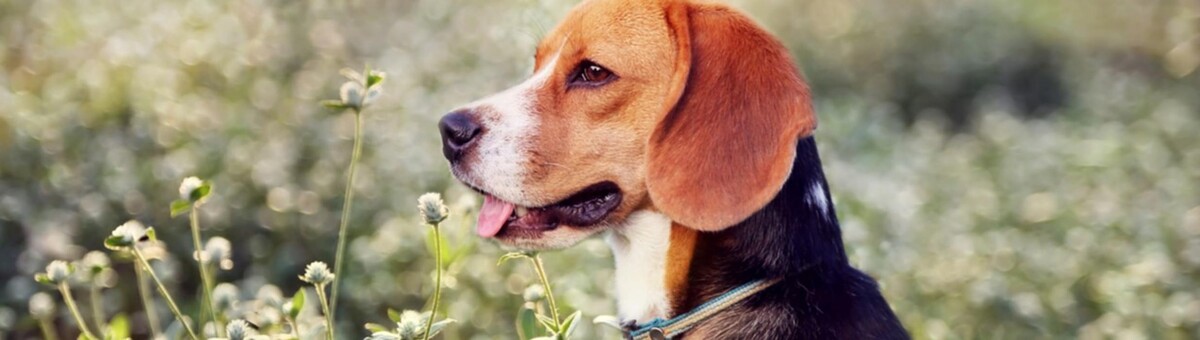 Images Hartsdale Veterinary Hospital