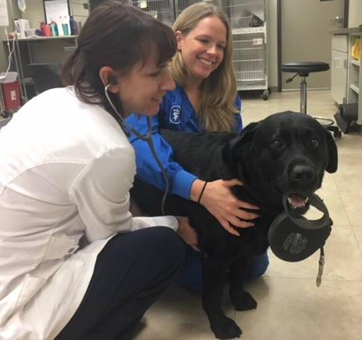 Images DePorre Veterinary Hospital