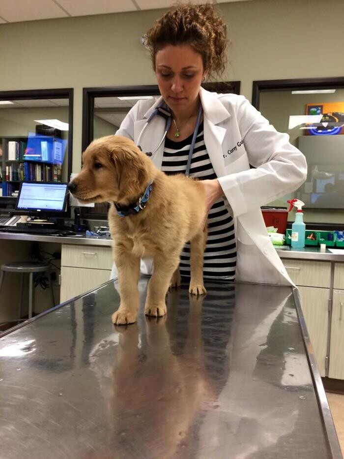 Images DePorre Veterinary Hospital
