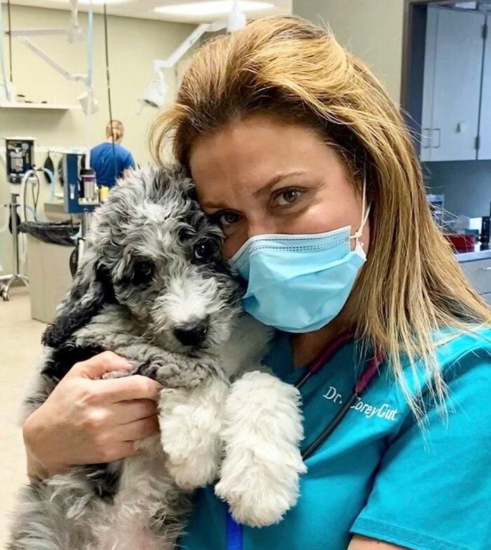 Images DePorre Veterinary Hospital