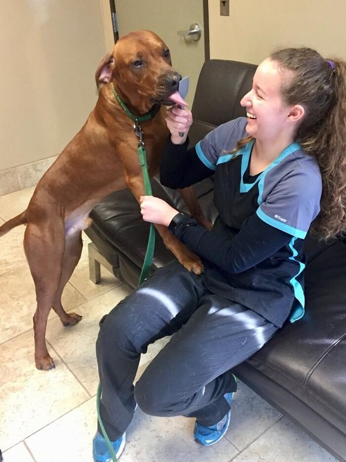 Images DePorre Veterinary Hospital