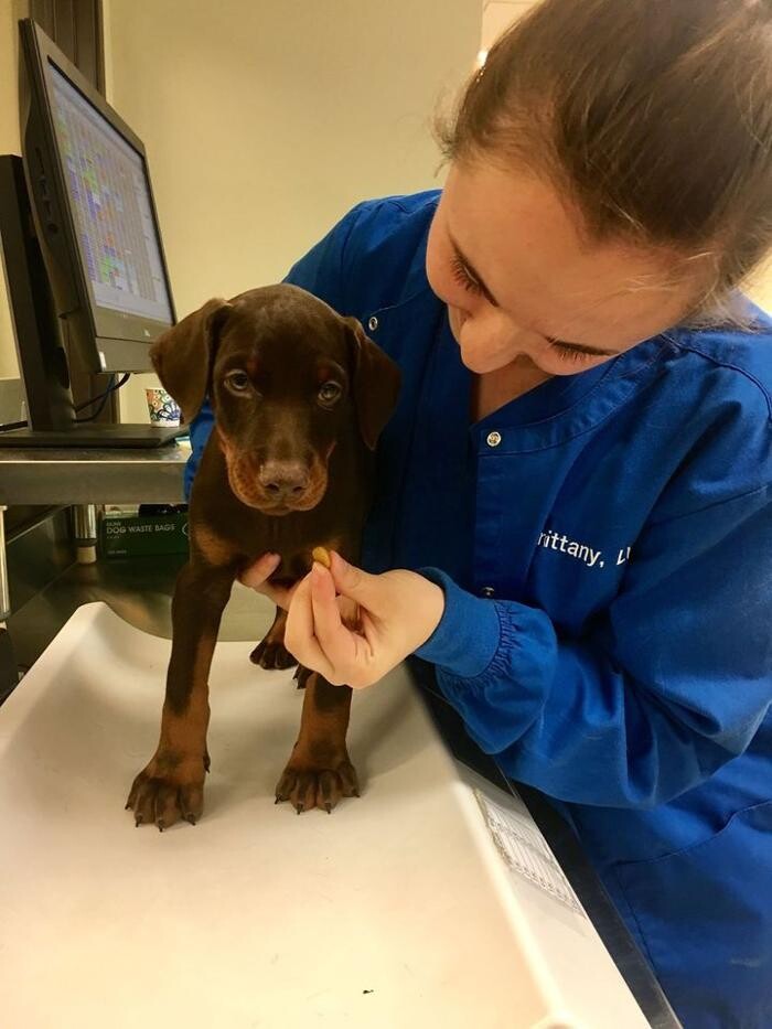 Images DePorre Veterinary Hospital
