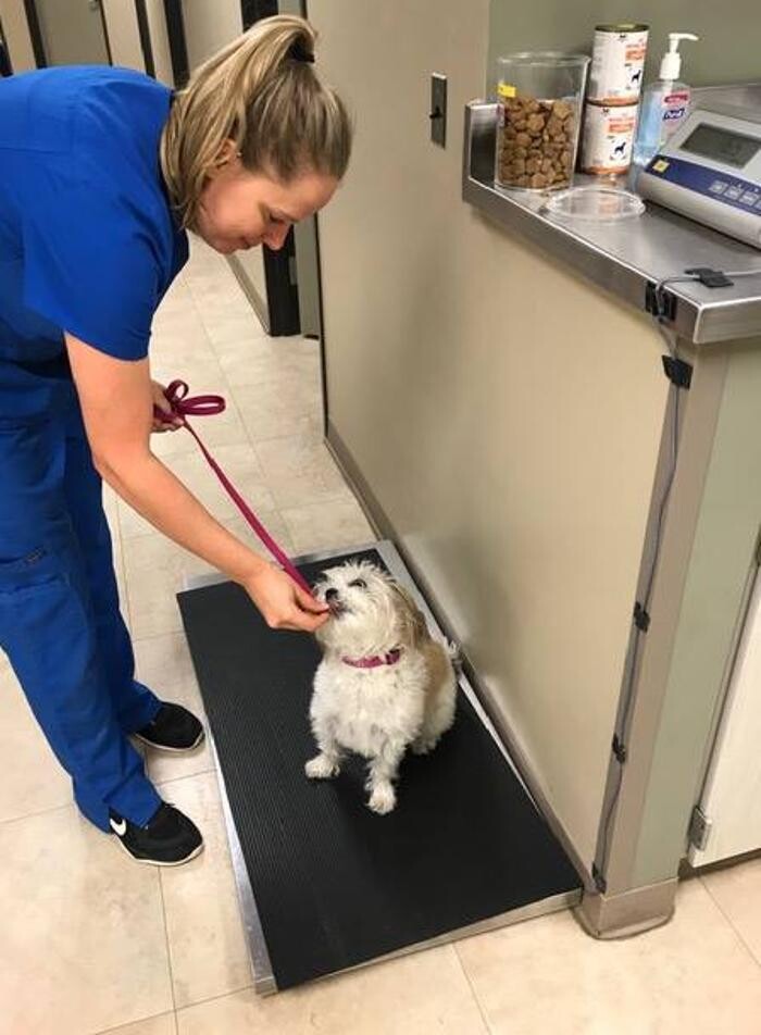 Images DePorre Veterinary Hospital