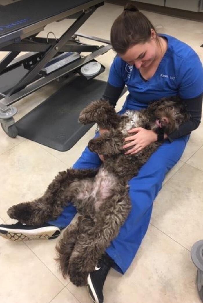 Images DePorre Veterinary Hospital