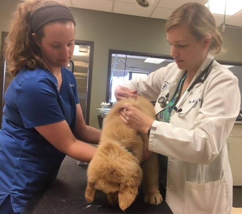 Images DePorre Veterinary Hospital