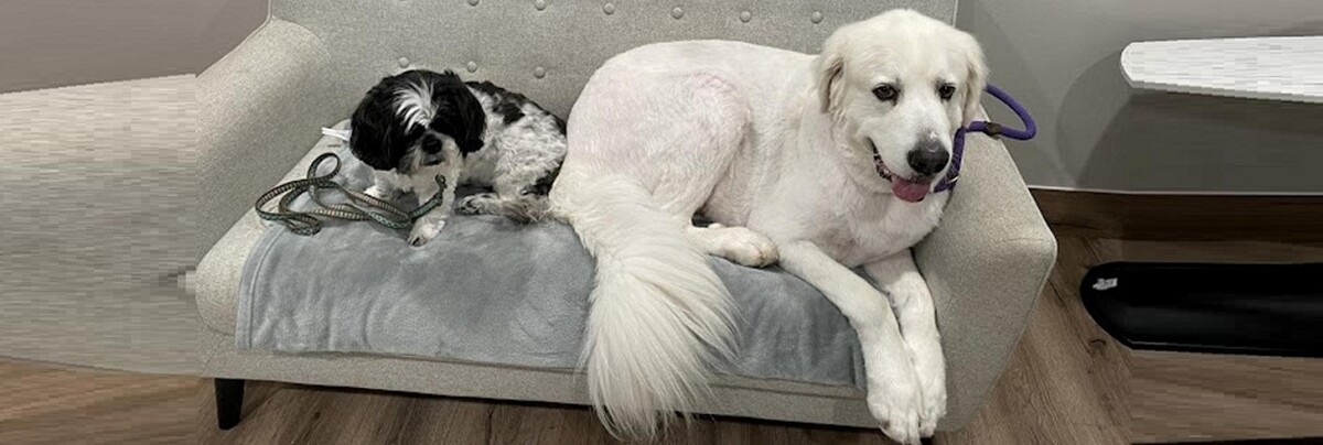 Images Four Paws at Fulshear Veterinary Clinic