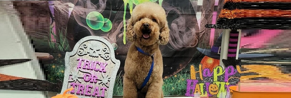 Images Justin Animal Hospital and Grooming