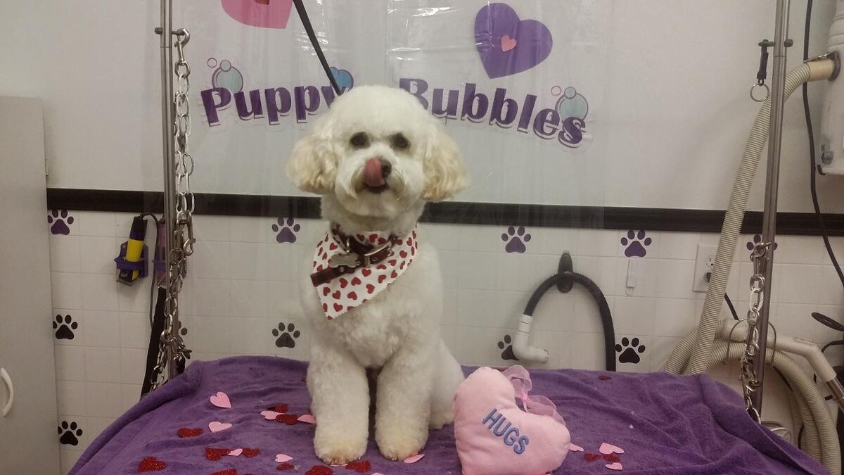 Images Justin Animal Hospital and Grooming