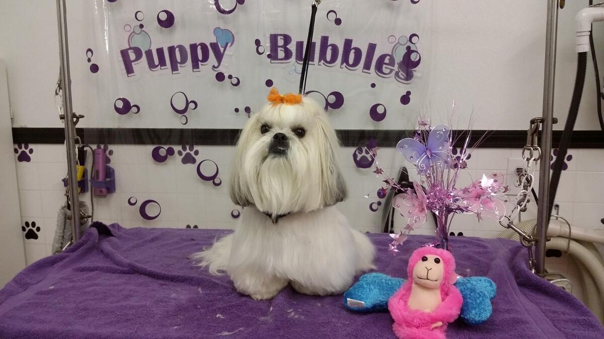 Images Justin Animal Hospital and Grooming