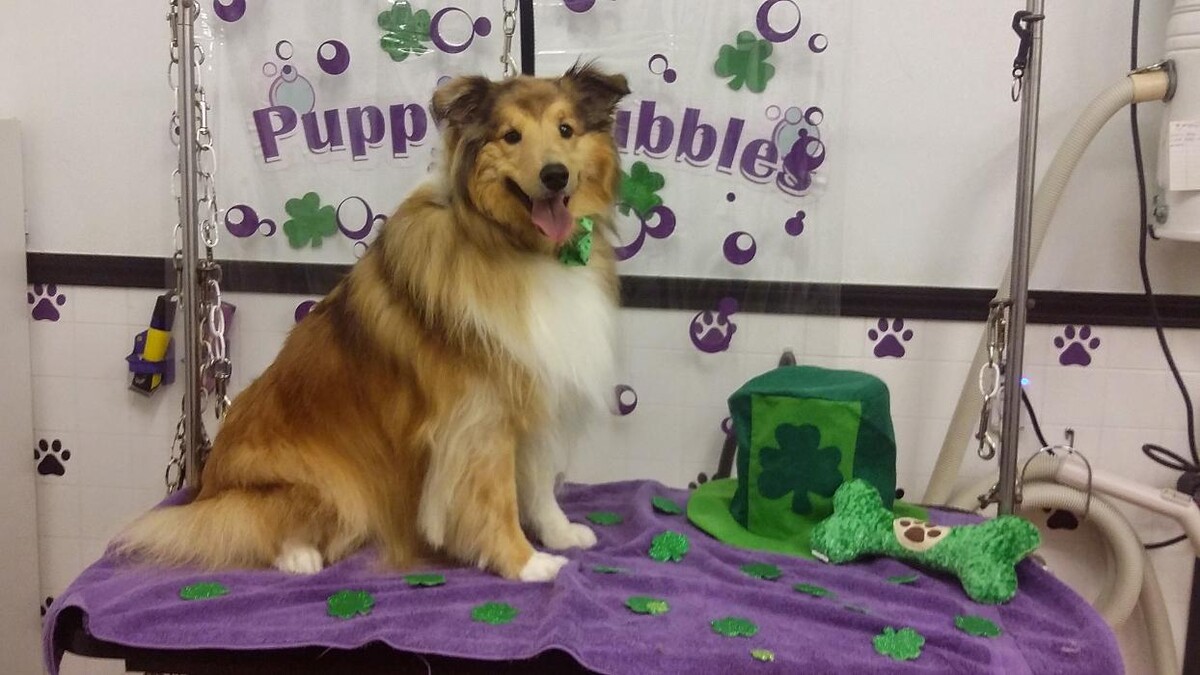 Images Justin Animal Hospital and Grooming