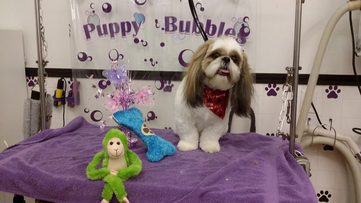 Images Justin Animal Hospital and Grooming
