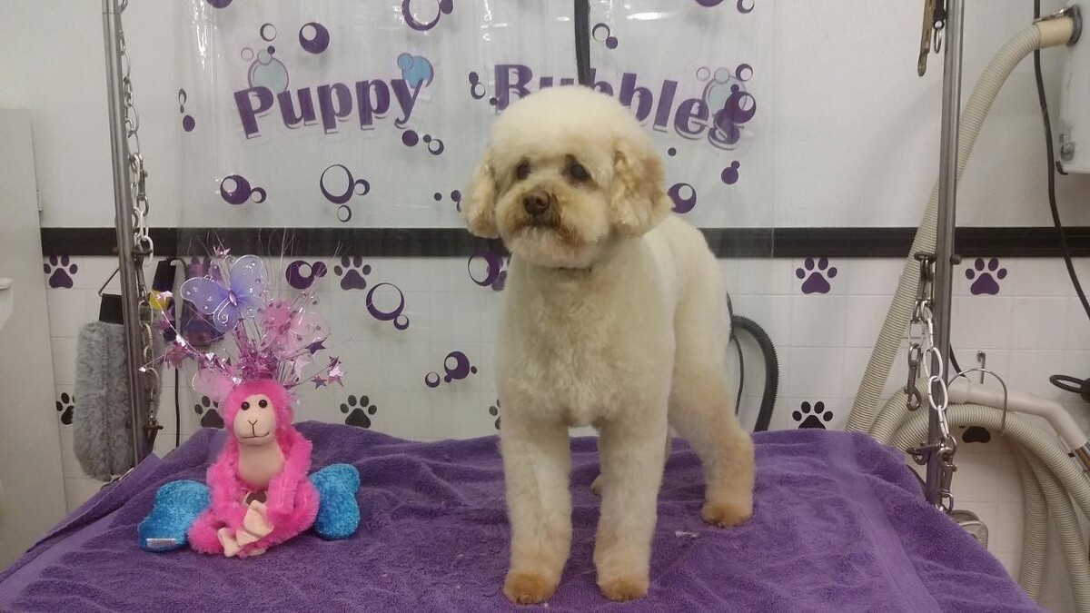 Images Justin Animal Hospital and Grooming