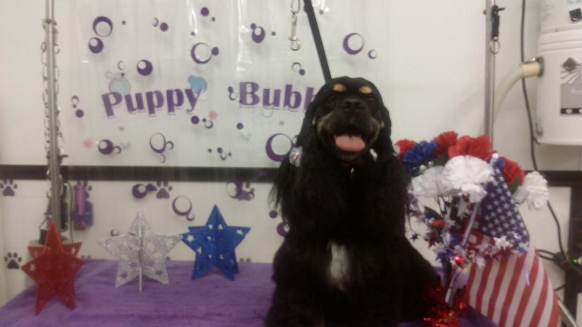 Images Justin Animal Hospital and Grooming