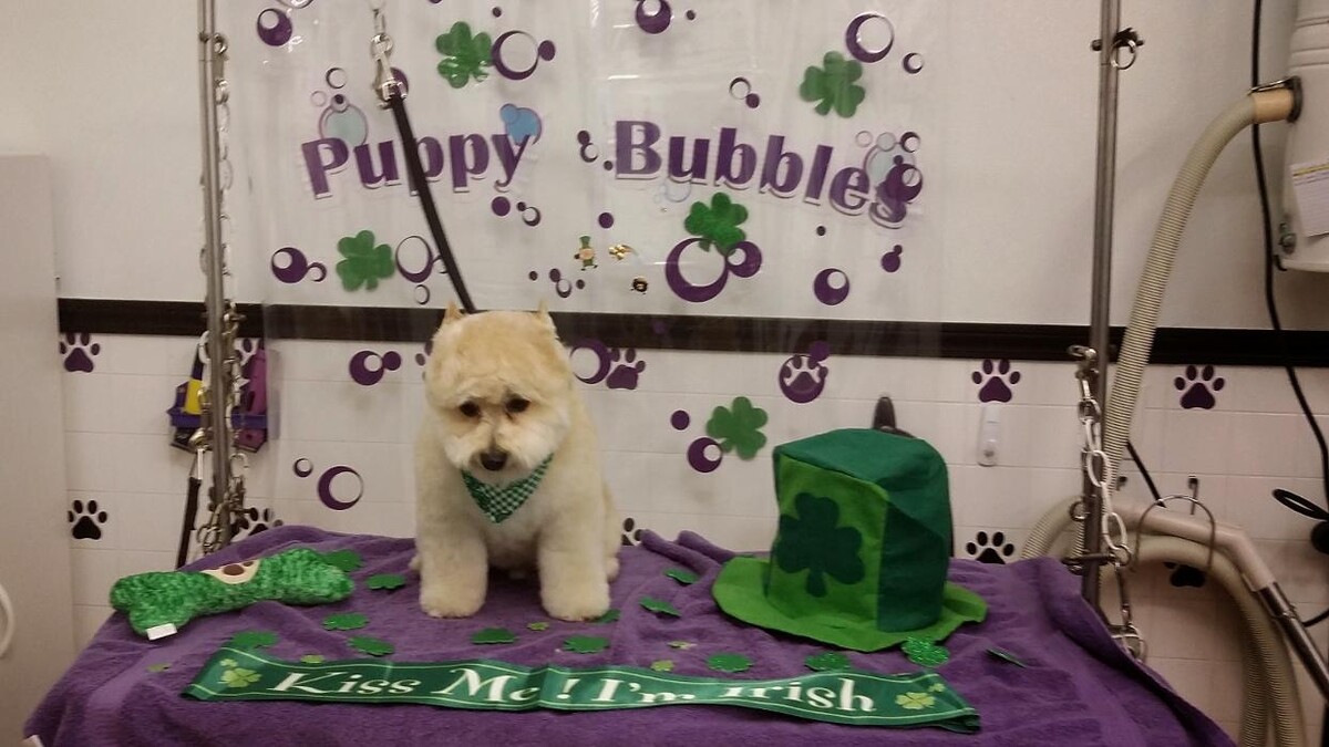 Images Justin Animal Hospital and Grooming