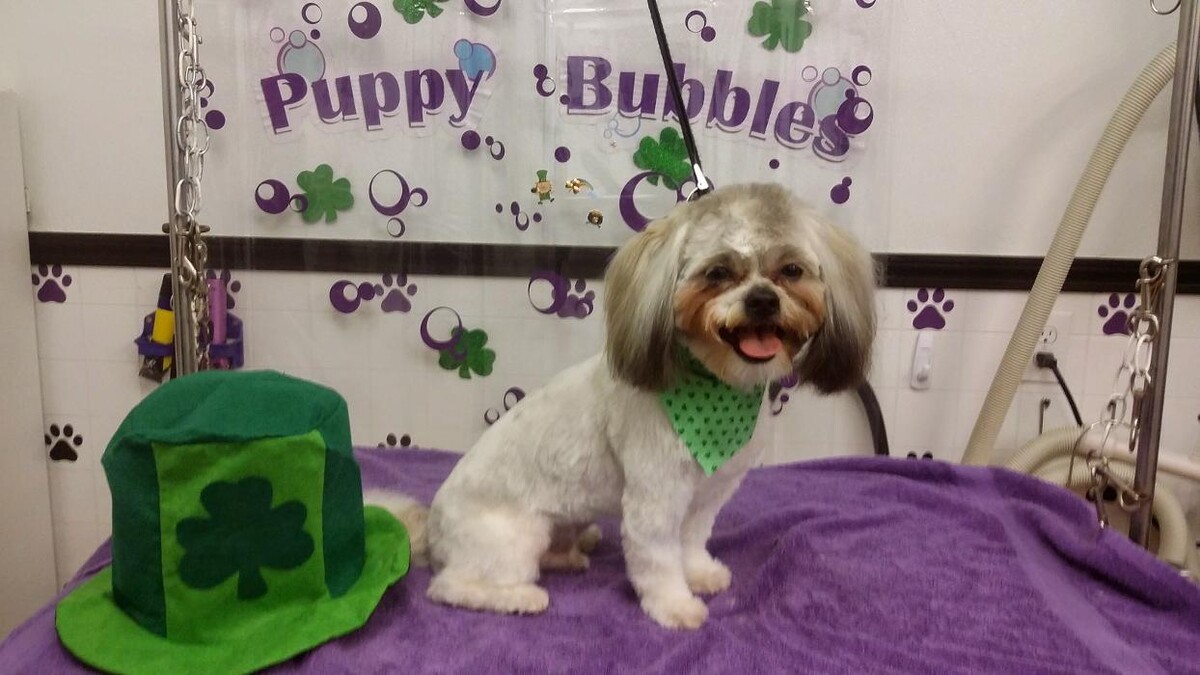 Images Justin Animal Hospital and Grooming