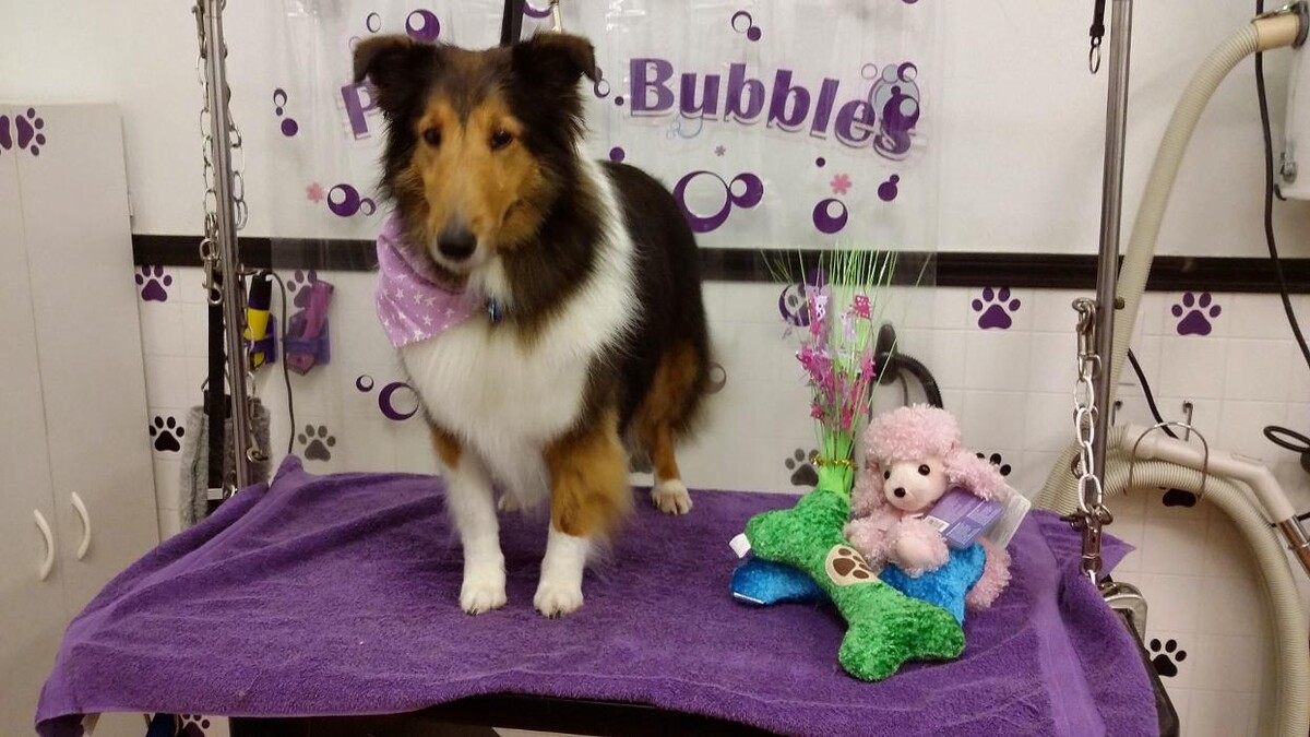 Images Justin Animal Hospital and Grooming
