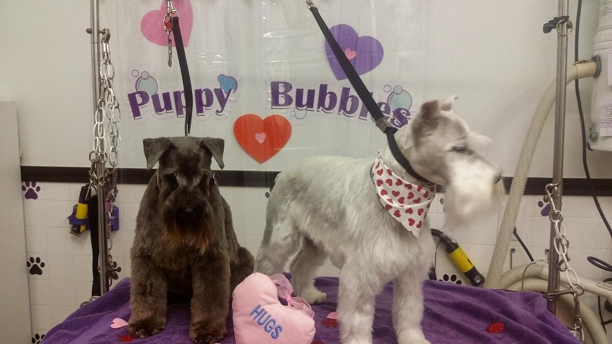 Images Justin Animal Hospital and Grooming