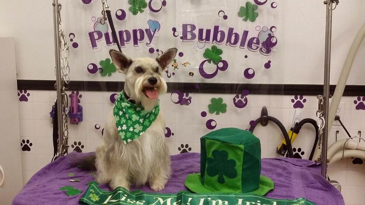 Images Justin Animal Hospital and Grooming