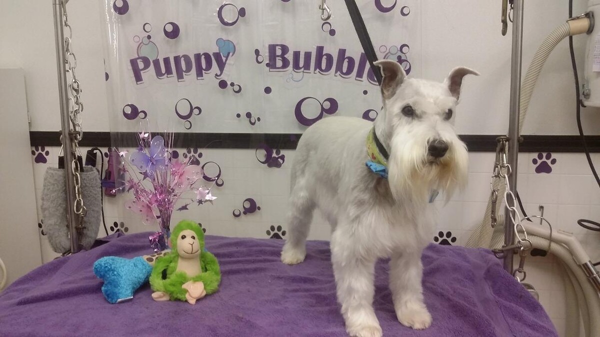 Images Justin Animal Hospital and Grooming