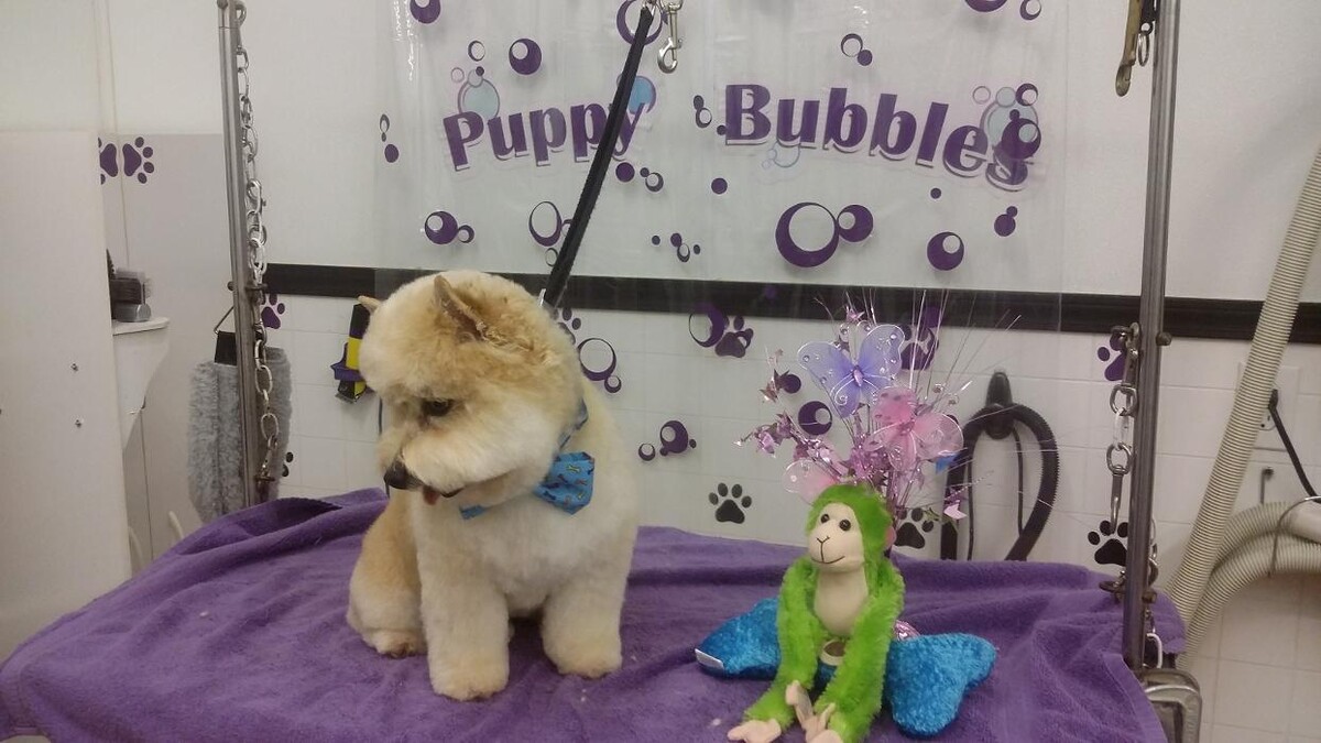 Images Justin Animal Hospital and Grooming