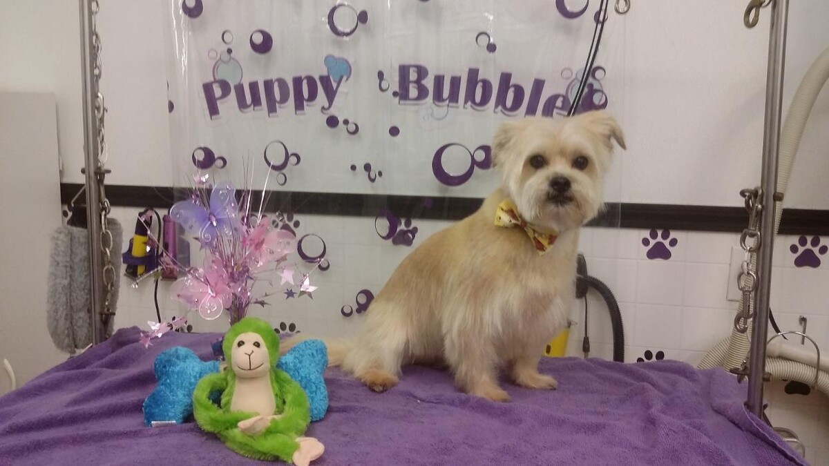 Images Justin Animal Hospital and Grooming
