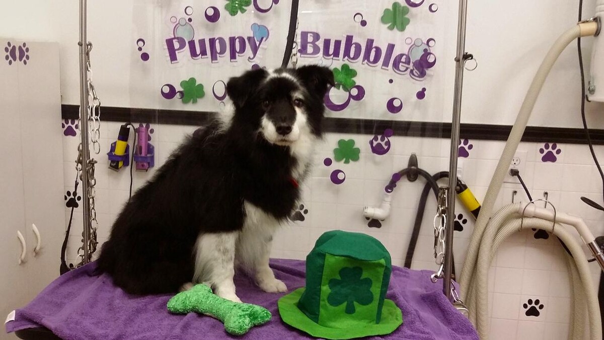 Images Justin Animal Hospital and Grooming