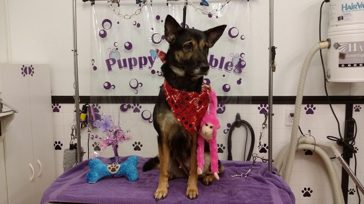 Images Justin Animal Hospital and Grooming