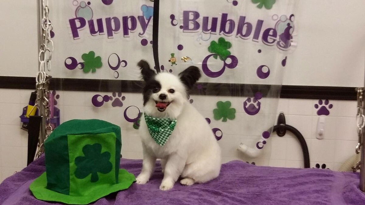 Images Justin Animal Hospital and Grooming