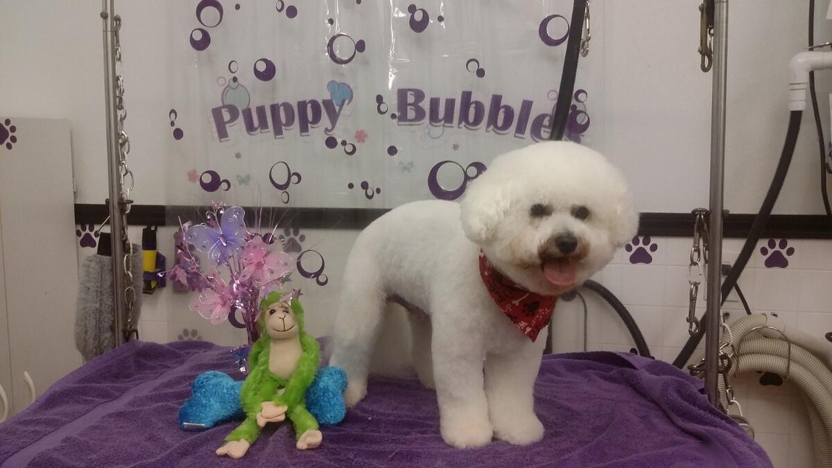 Images Justin Animal Hospital and Grooming