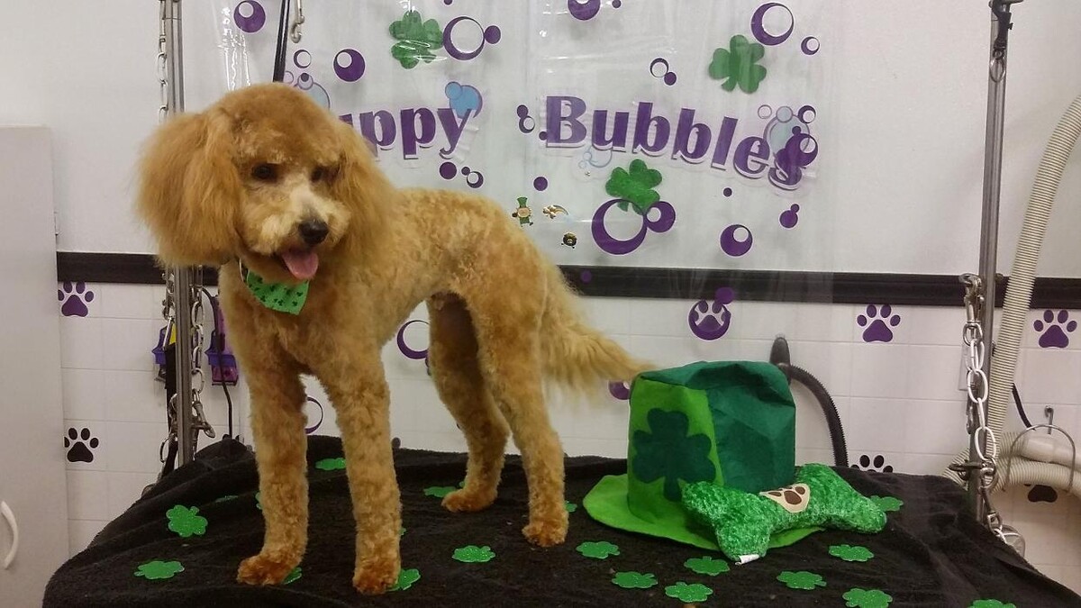 Images Justin Animal Hospital and Grooming
