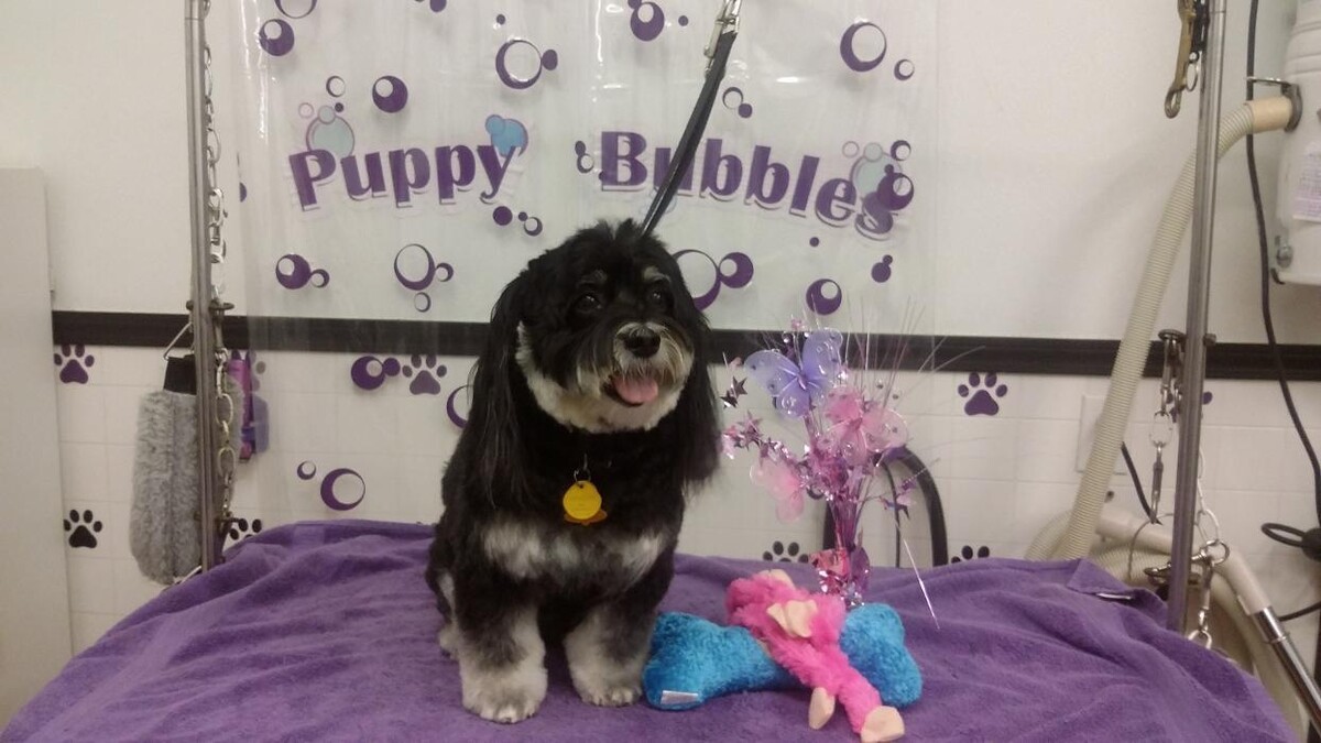 Images Justin Animal Hospital and Grooming