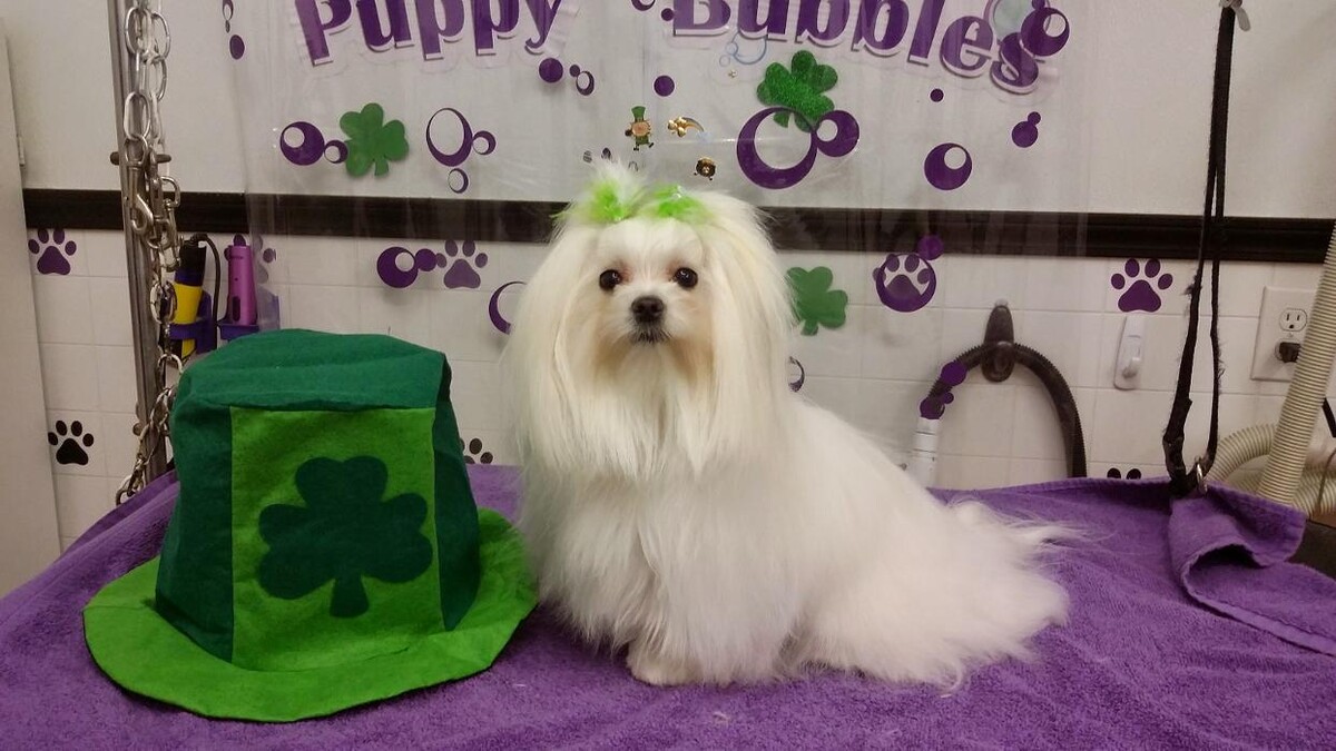 Images Justin Animal Hospital and Grooming