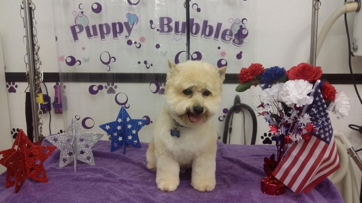 Images Justin Animal Hospital and Grooming