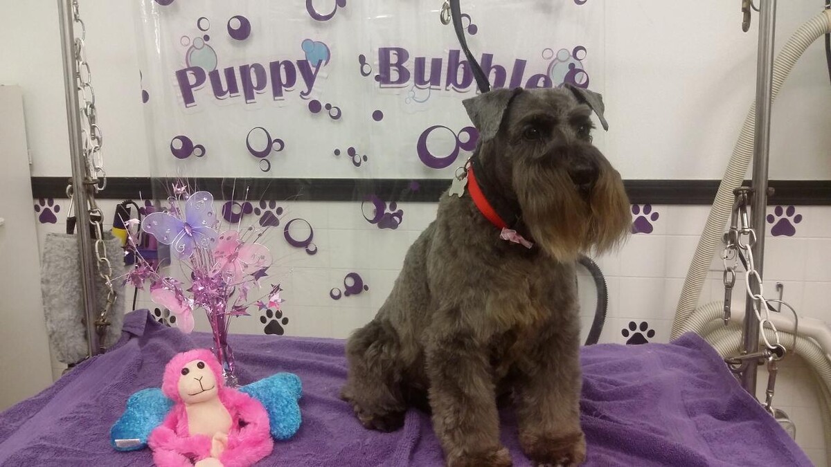 Images Justin Animal Hospital and Grooming