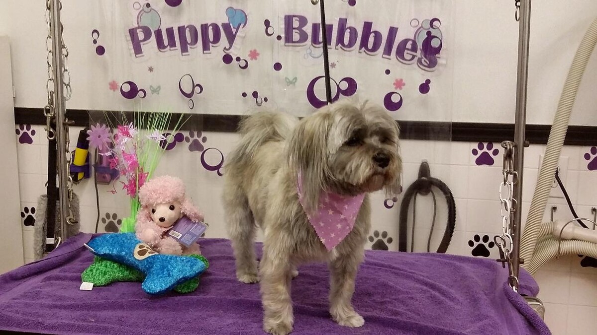 Images Justin Animal Hospital and Grooming