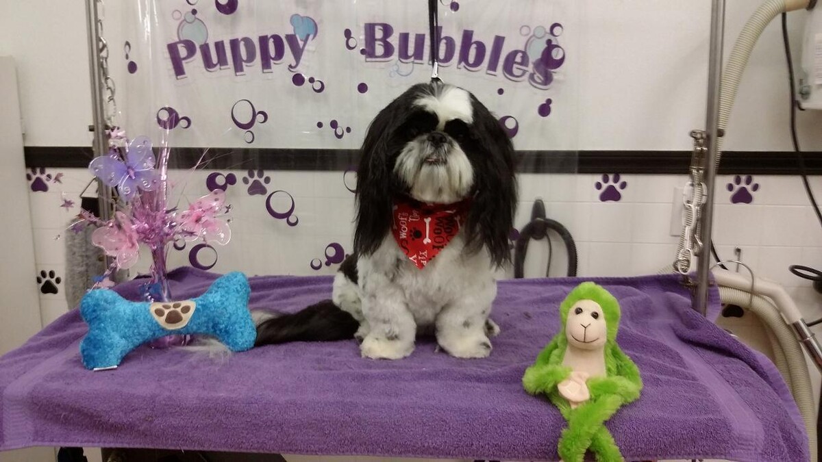 Images Justin Animal Hospital and Grooming