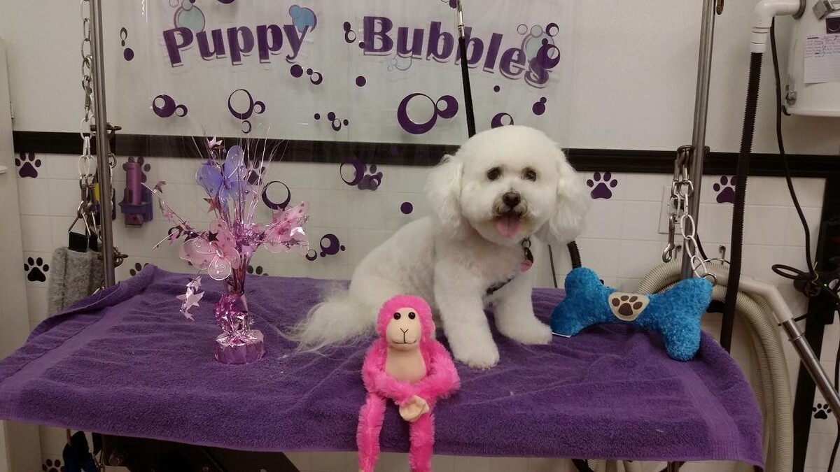 Images Justin Animal Hospital and Grooming