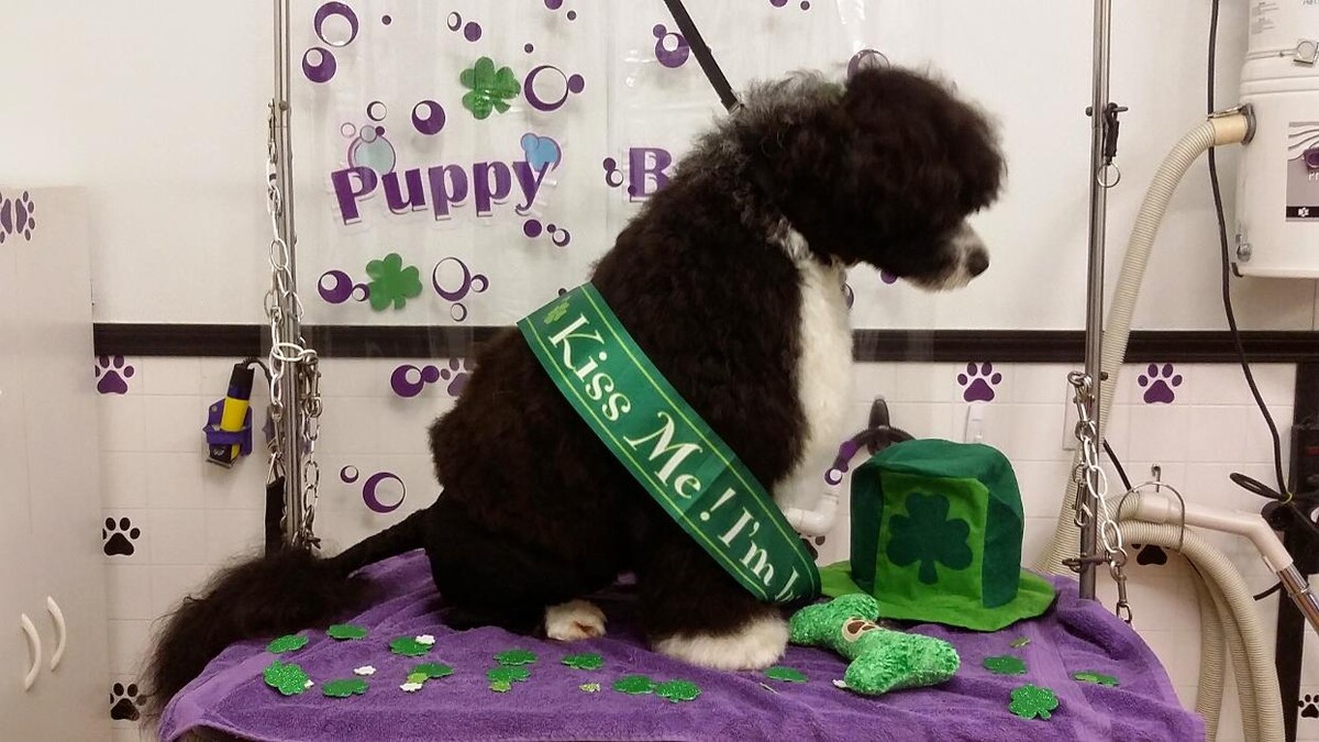 Images Justin Animal Hospital and Grooming