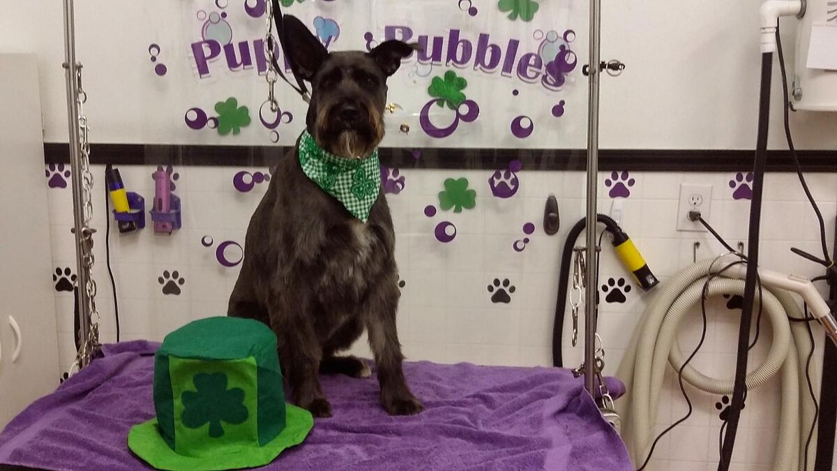 Images Justin Animal Hospital and Grooming