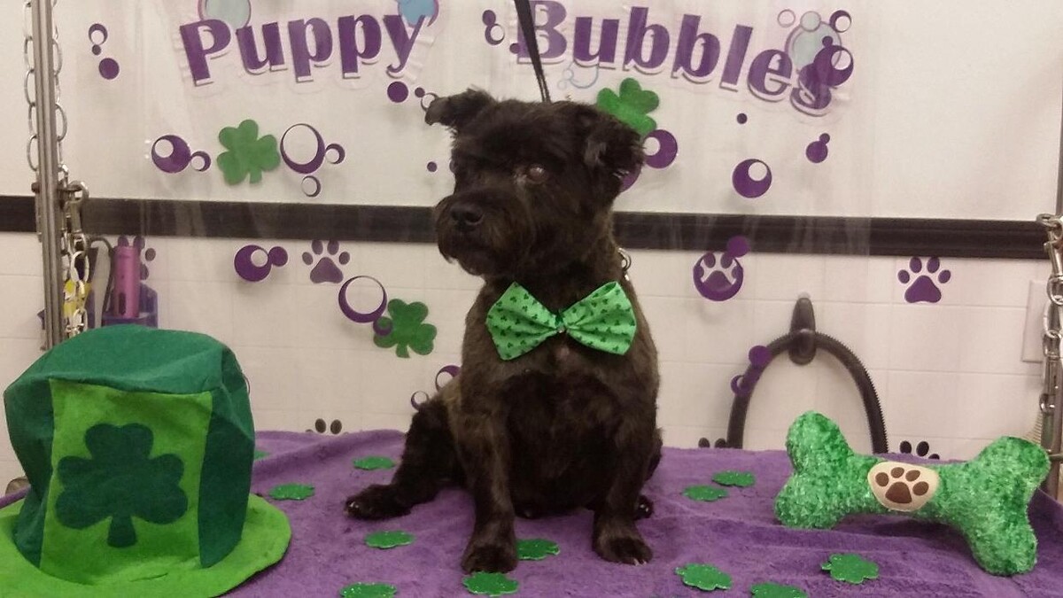 Images Justin Animal Hospital and Grooming