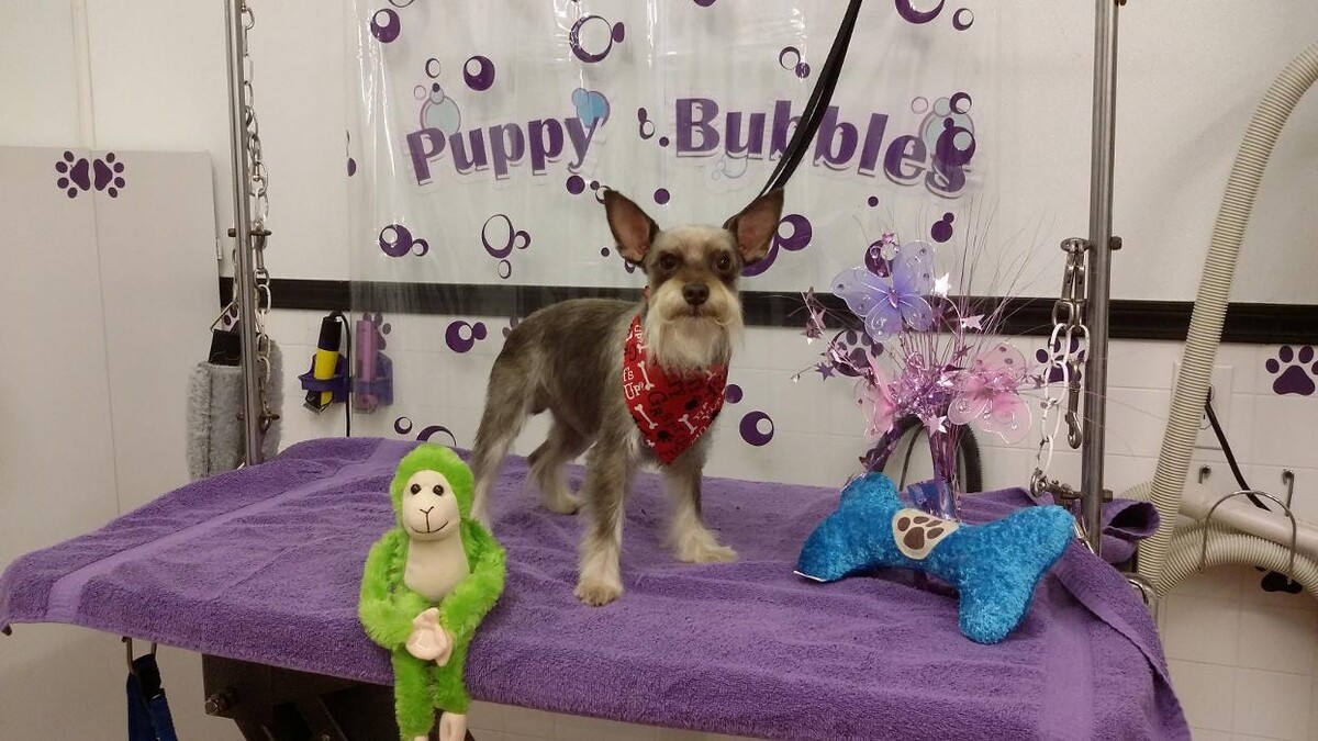 Images Justin Animal Hospital and Grooming