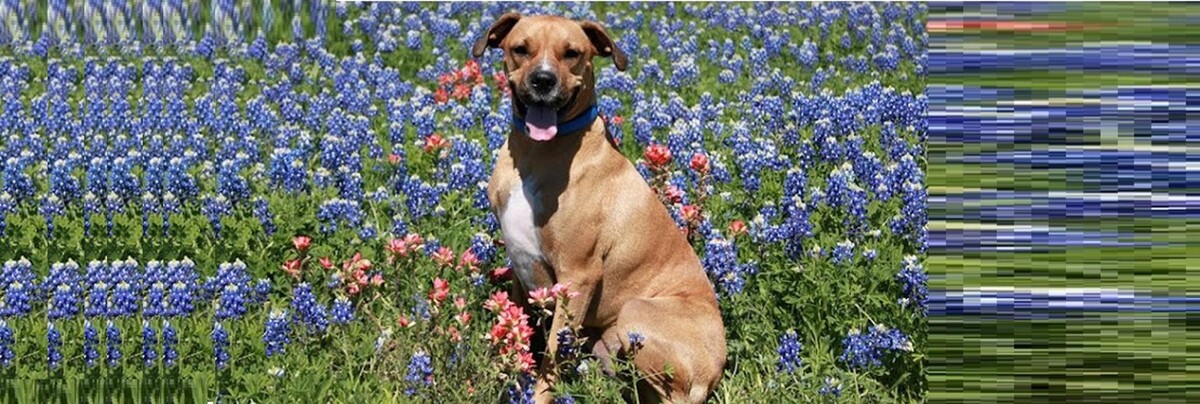 Images Lone Star Animal Hospital