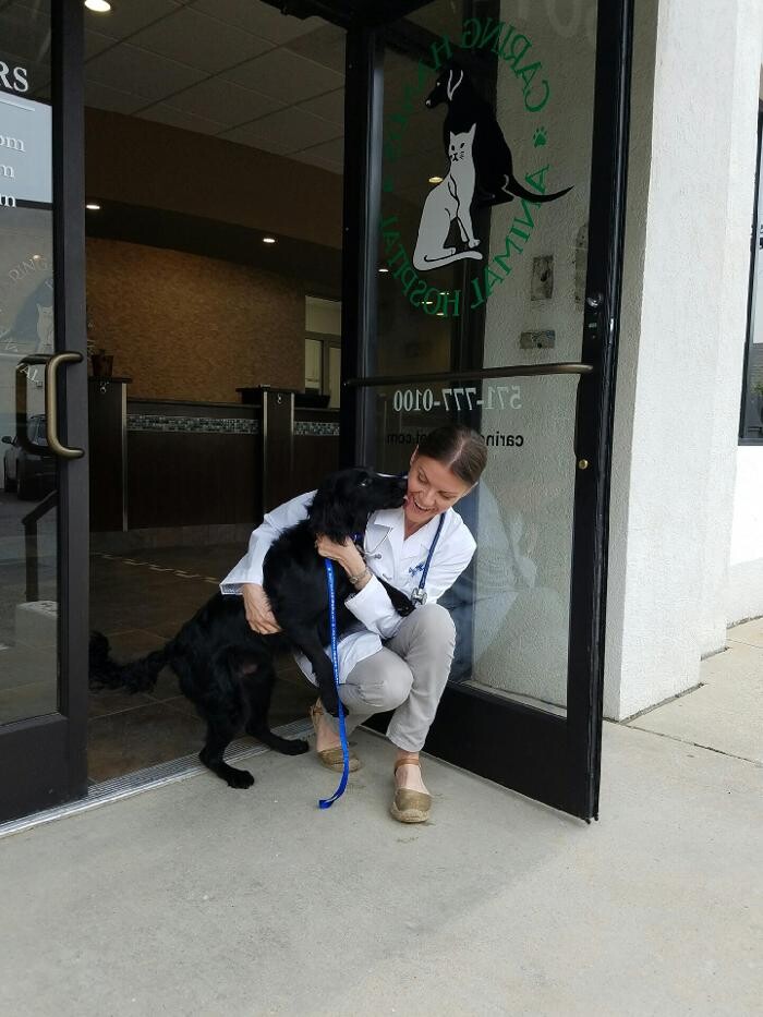 Images Caring Hands Animal Hospital - Clarendon