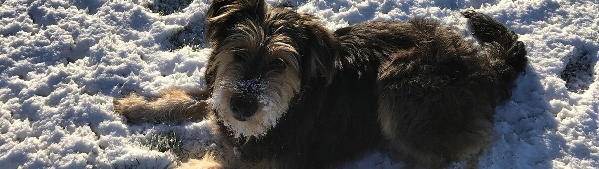 Images Ski Town Animal Hospital