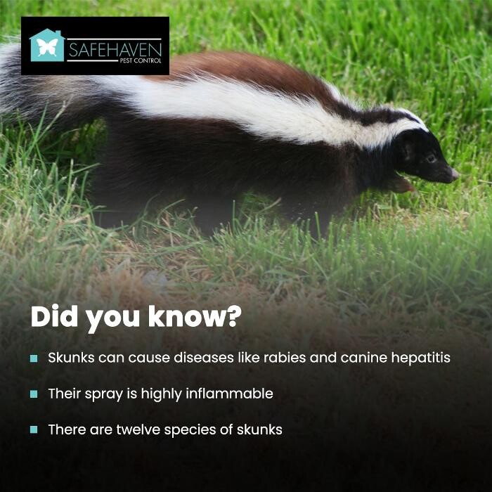 Images SafeHaven Pest Control