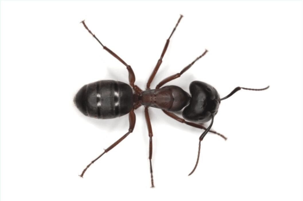 Images SafeHaven Pest Control
