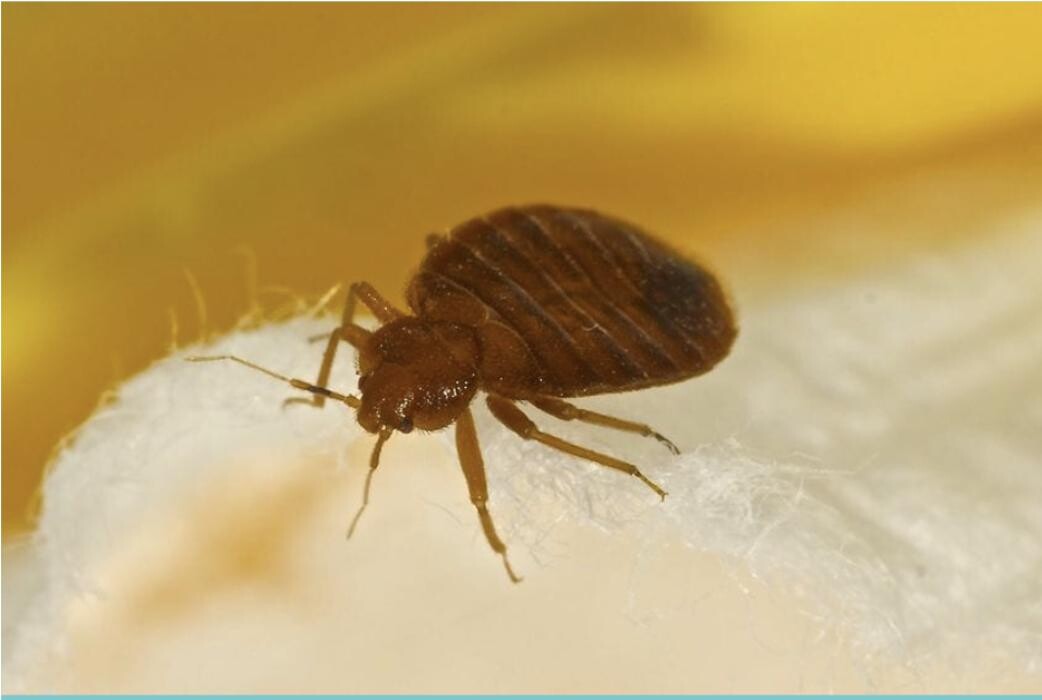 Images SafeHaven Pest Control